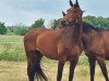 broodmare Mirabell (Hanoverian, 1993, from Matula)