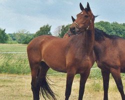 broodmare Mirabell (Hanoverian, 1993, from Matula)