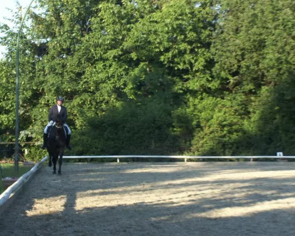 Reitturnier St. Pölten 2022