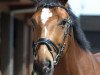 dressage horse Bambam 14 (Westphalian, 2006, from Bellheim)