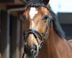 dressage horse Bambam 14 (Westphalian, 2006, from Bellheim)