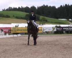 dressage horse Caruso K (Hanoverian, 2003, from Conteur)