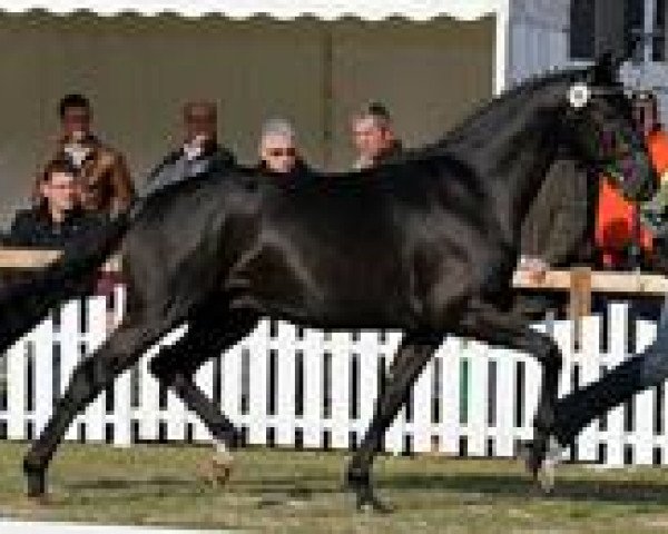 dressage horse Scatman (Hanoverian, 2009, from Sarkozy 3)