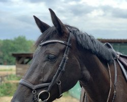 Springpferd Galathea (Deutsches Sportpferd, 2016, von Geraldo 15)