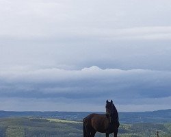 Dressurpferd Nicodemus (Deutsches Reitpony, 1998, von Nino The Champ)