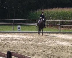 dressage horse Bradgate Park Rothenfeldt (ISSA Cob (Australia), 2005, from Rotspon)