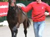 jumper Faberge H & S (KWPN (Royal Dutch Sporthorse), 2010, from Corneille 2)