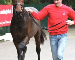 Springpferd Faberge H & S (KWPN (Niederländisches Warmblut), 2010, von Corneille 2)