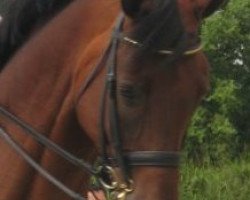 dressage horse Divenchy (Oldenburg, 2002, from Don Gregory)