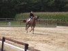 dressage horse Lassida (Hanoverian, 2002, from Londonderry)