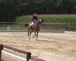 dressage horse Lassida (Hanoverian, 2002, from Londonderry)