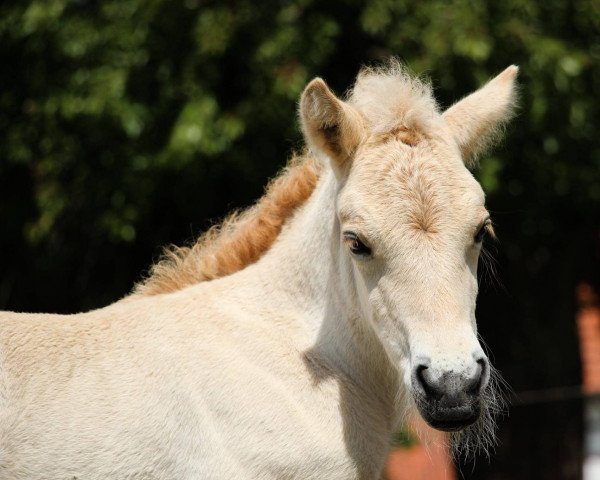 Pferd Lillet (Fjordpferd, 2022, von Vinnebo)