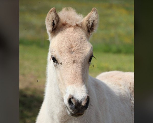 Pferd Duke (Fjordpferd, 2022, von Dexter)