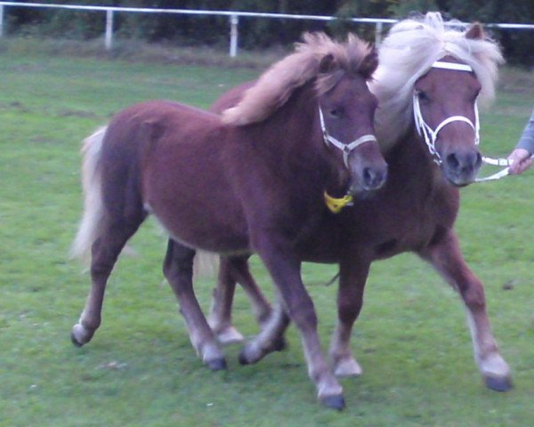 Pferd Anuk vom Purnitzgrund (Shetland Pony, 2011, von Apollo vom Purnitzgrund)