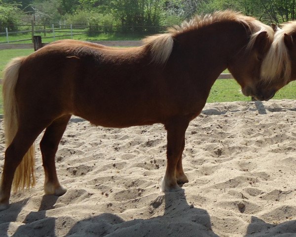 broodmare Suleika vom Purnitzgrund (Shetland Pony, 2006, from Argent)