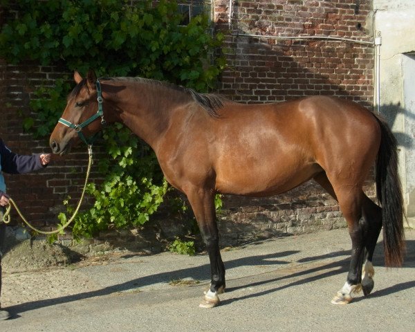 broodmare Bonita's Choice (Hanoverian, 2010, from Bonifatius)