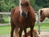 broodmare Narzisse vom Purnitzgrund (Shetland Pony, 1998, from Argent)