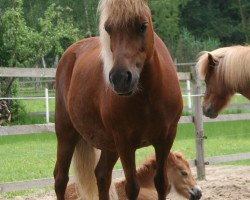 Zuchtstute Narzisse vom Purnitzgrund (Shetland Pony, 1998, von Argent)