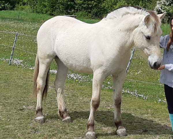 broodmare Ratura (Fjord Horse, 2020, from Ralm van den Bosdries)