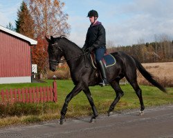 horse Piero (Mecklenburg, 2008, from Piment)