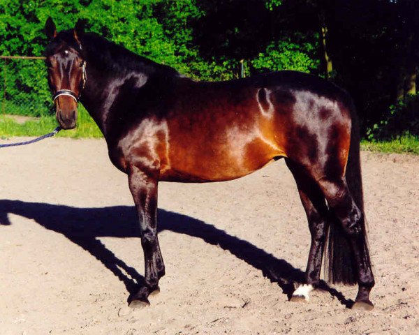 horse Laurina 8 (Oldenburg, 1996, from Laurion)