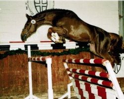 jumper Panama's Boy (Oldenburg, 2002, from Padarco van het Hertsveld)