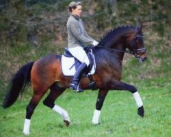 Pferd Boyfriend (Deutsches Reitpony, 1999, von Black Dancer)