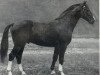 stallion Derfflinger (Hanoverian, 1932, from Detektiv)