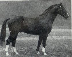 stallion Derfflinger (Hanoverian, 1932, from Detektiv)