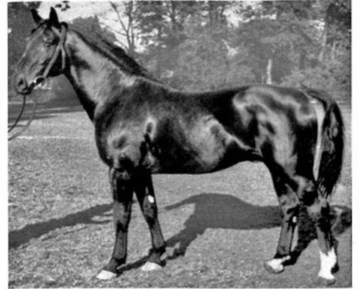 Deckhengst Friesenkoenig (Hannoveraner, 1938, von Feiner Kerl)