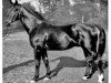 Pferd Friesenkoenig (Hannoveraner, 1938, von Feiner Kerl)