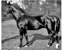 Deckhengst Friesenkoenig (Hannoveraner, 1938, von Feiner Kerl)