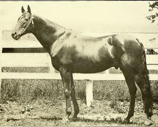 stallion Henry of Navarre xx (Thoroughbred, 1891, from Knight of Ellerslie xx)
