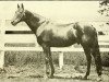 stallion Henry of Navarre xx (Thoroughbred, 1891, from Knight of Ellerslie xx)