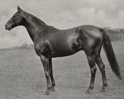 stallion Graf Ferry xx (Thoroughbred, 1918, from Fervor xx)