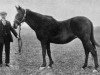 broodmare Morganette xx (Thoroughbred, 1884, from Springfield xx)