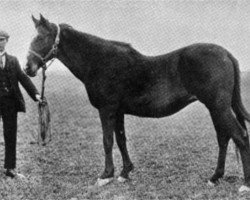 broodmare Morganette xx (Thoroughbred, 1884, from Springfield xx)