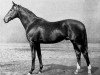 stallion Gradivo xx (Thoroughbred, 1939, from Ladro xx)