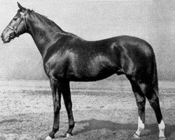 stallion Gradivo xx (Thoroughbred, 1939, from Ladro xx)