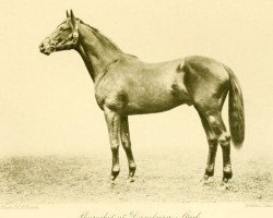 stallion Sky-Rocket xx (Thoroughbred, 1915, from Sunstar xx)