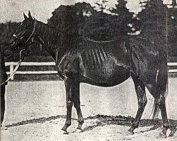 broodmare Lady Brock xx (Thoroughbred, 1927, from Sky-Rocket xx)