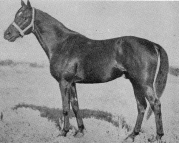 stallion Brat xx (Thoroughbred, 1945, from Gradivo xx)