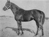 stallion Brat xx (Thoroughbred, 1945, from Gradivo xx)