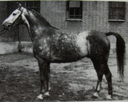 Zuchtstute Latona (Trakehner, 1939, von Fetysz ox 1924)