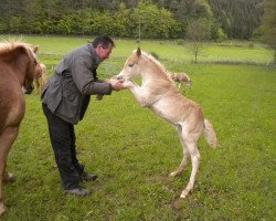 Dressurpferd Sternika (Haflinger, 2012, von Sternstunde)