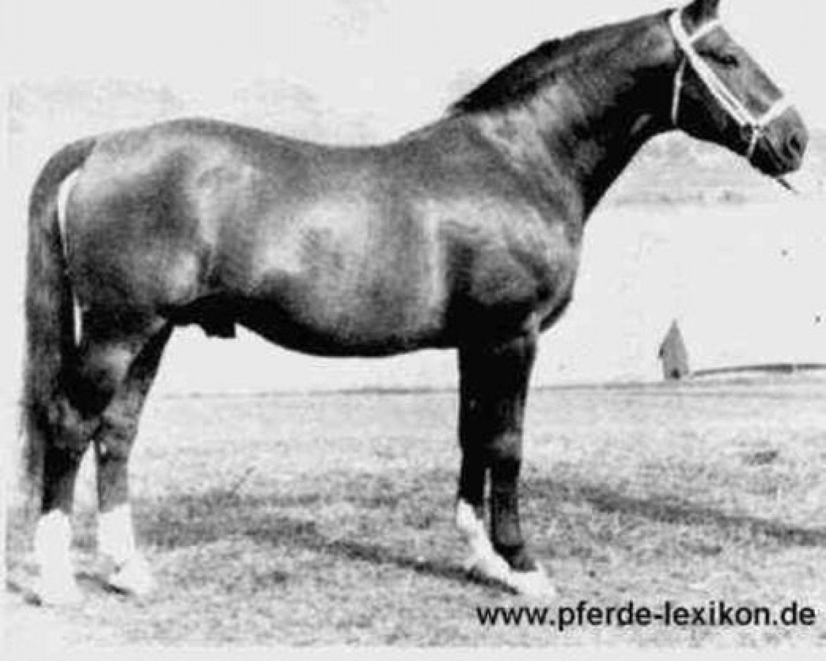 stallion Fermor III (Hanoverian, 1937, from Feiner Kerl)