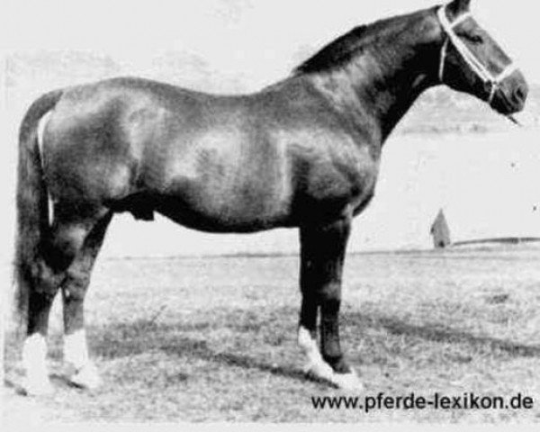 stallion Fermor III (Hanoverian, 1937, from Feiner Kerl)
