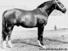 Pferd Fermor III (Hannoveraner, 1937, von Feiner Kerl)