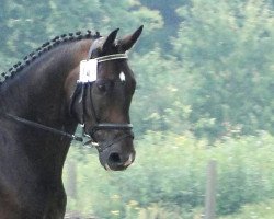 dressage horse Darius (Brandenburg, 2001, from Dream of Diamond)