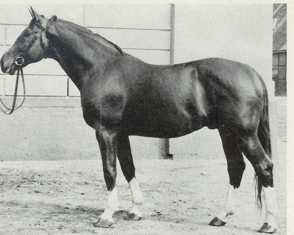 stallion Welf (Hanoverian, 1948, from Freiherr I)